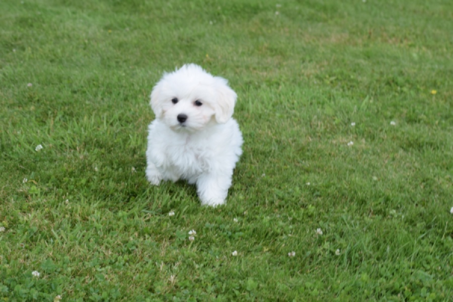 Bichon maltais (reu) 80148