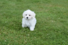 Bichon maltais (reu) 80148