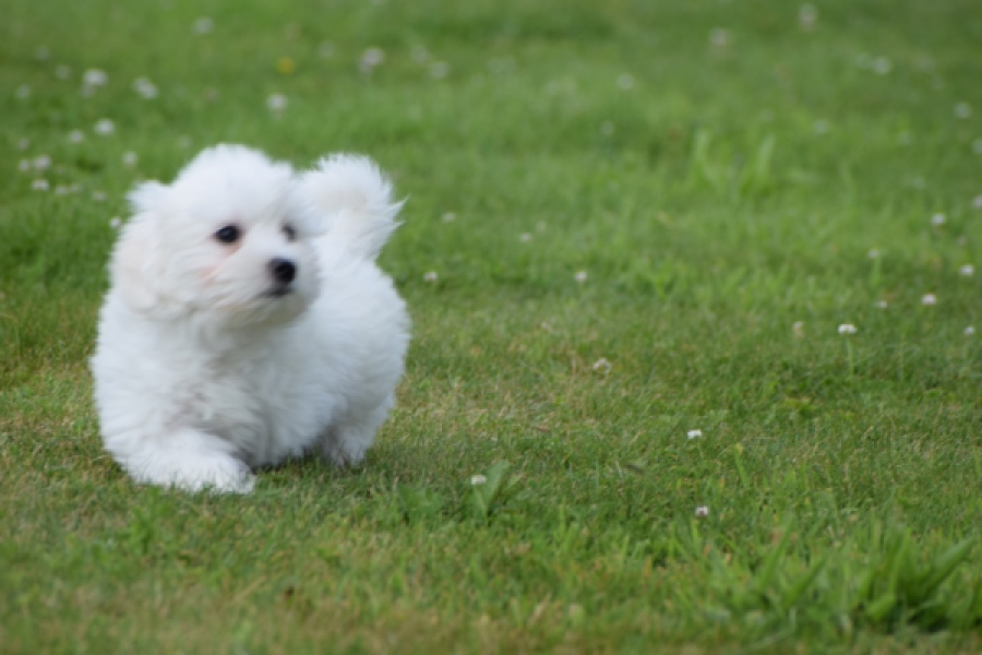 Bichon maltais (reu) 80148