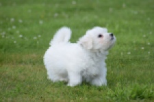 Bichon maltais (reu) 80148