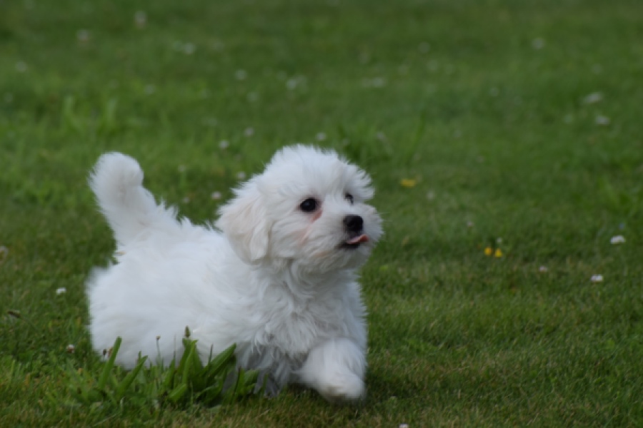 Bichon maltais (reu) 80148