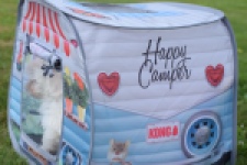 Bichon maltais (reu) 80148