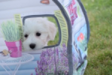Bichon maltais (reu) 80148