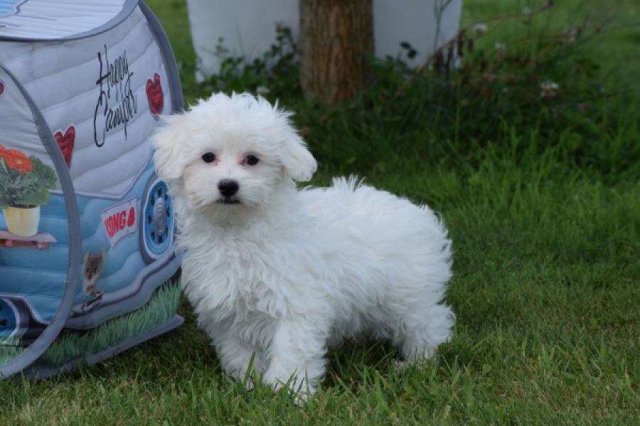 Bichon maltais (reu) 64703