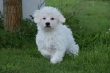 Bichon maltais (reu) 64703