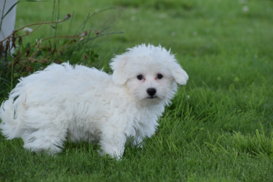Bichon maltais (reu) 64703