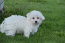 Bichon maltais (reu) 64703