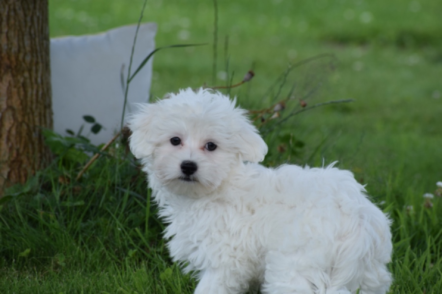 Bichon maltais (reu) 64703