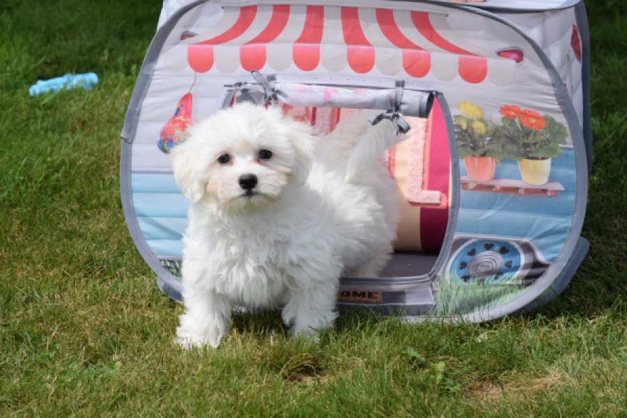 Bichon maltais (reu) 78826
