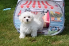 Bichon maltais (reu) 78826