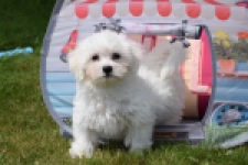 Bichon maltais (reu) 78826