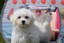 Bichon maltais (reu) 78826