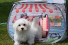 Bichon maltais (reu) 78826