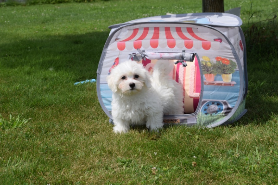 Bichon maltais (reu) 78826