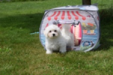 Bichon maltais (reu) 78826