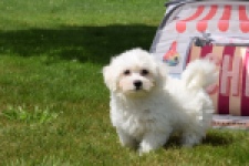 Bichon maltais (reu) 78826