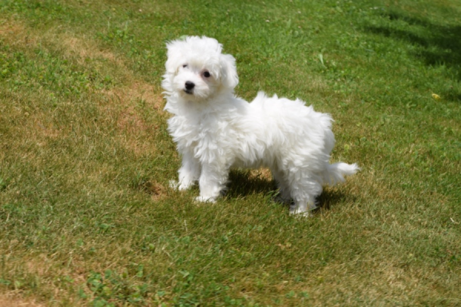 Bichon maltais (teef) 64732