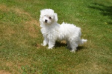 Bichon maltais (teef) 64732