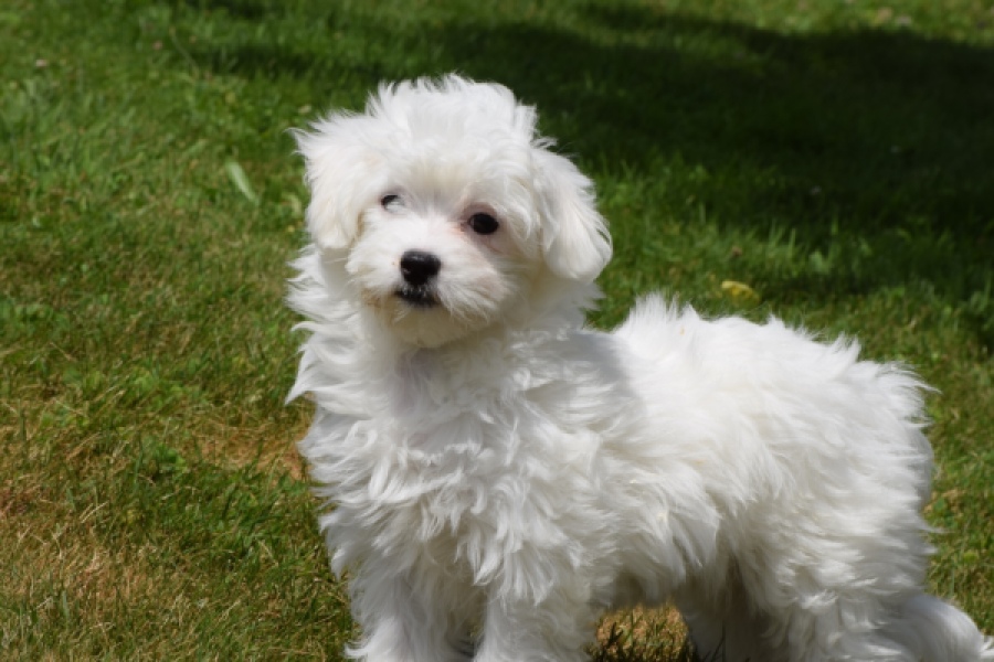 Bichon maltais (teef) 64732