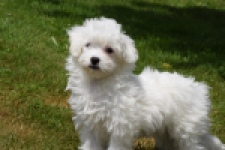 Bichon maltais (teef) 64732