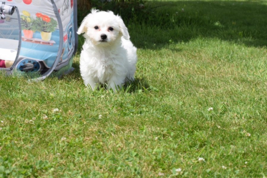 Bichon maltais (teef) 80153