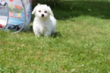 Bichon maltais (teef) 80153