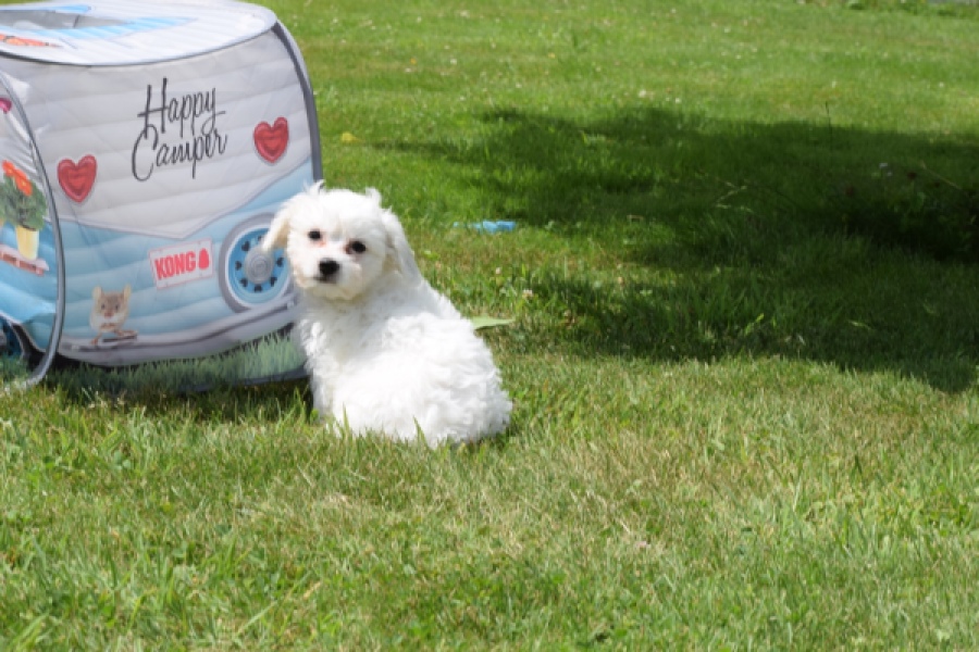 Bichon maltais (teef) 80153