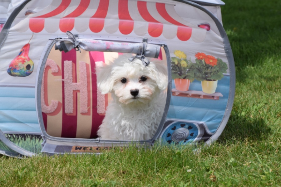 Bichon maltais (teef) 80228