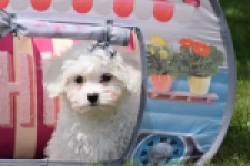 Bichon maltais (teef) 80228