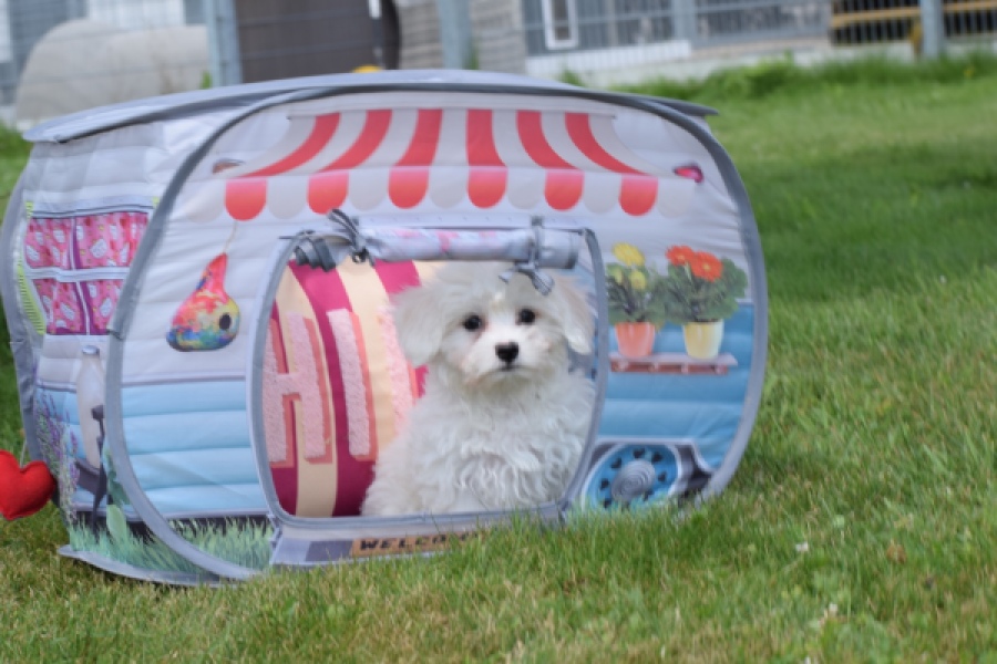 Bichon maltais (teef) 80228