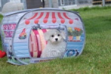 Bichon maltais (teef) 80228