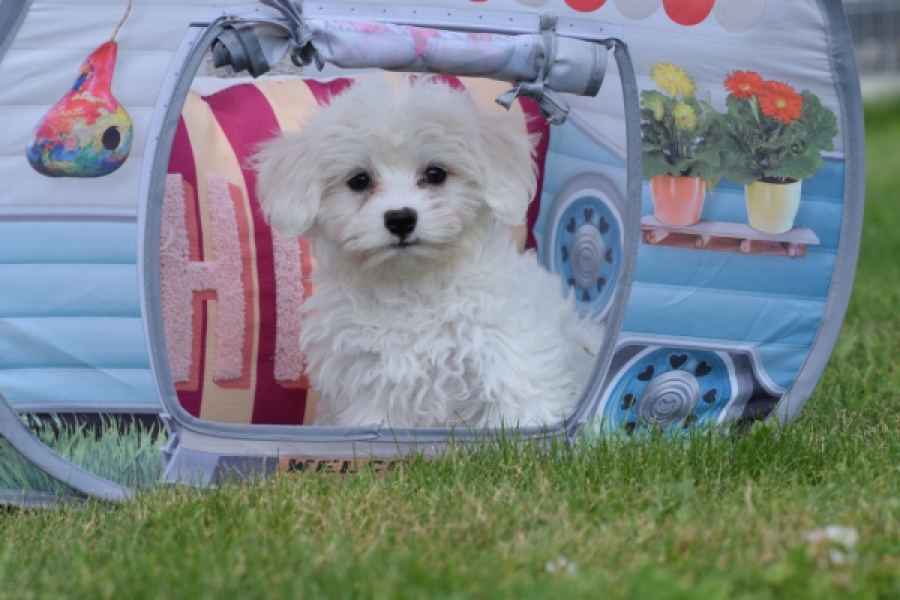Bichon maltais (teef) 80228