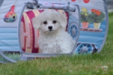 Bichon maltais (teef) 80228