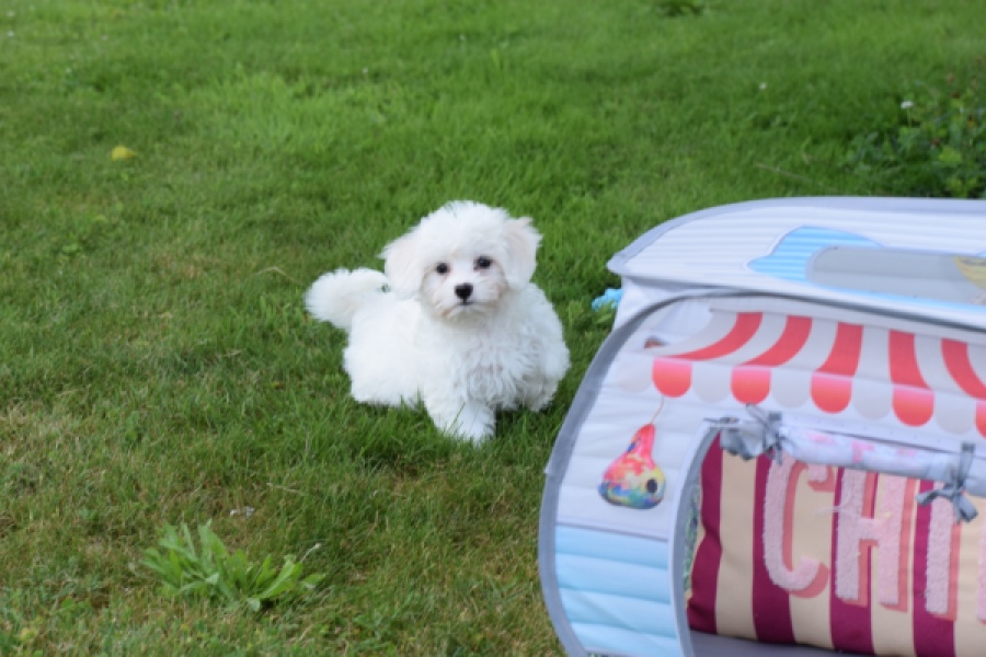 Bichon maltais (teef) 80228