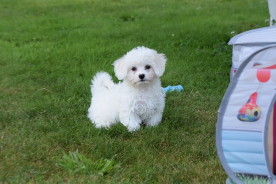 Bichon maltais (teef) 80228