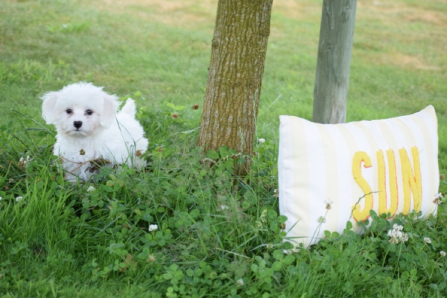 Bichon maltais (teef) 80228