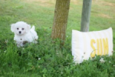Bichon maltais (teef) 80228