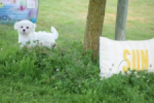 Bichon maltais (teef) 80228