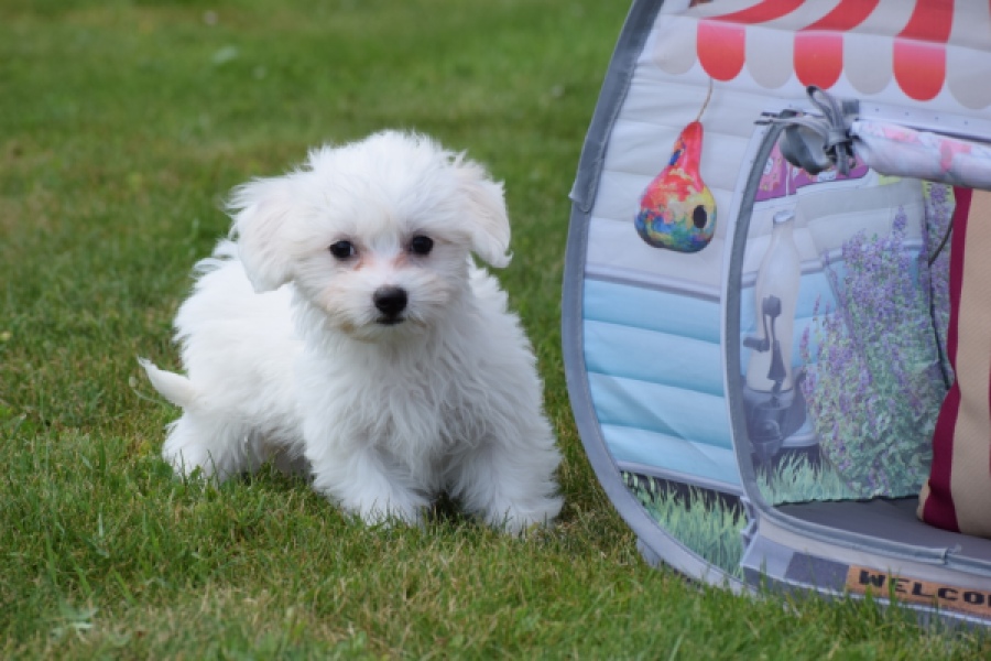 Bichon maltais (teef) 80164