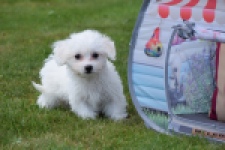 Bichon maltais (teef) 80164