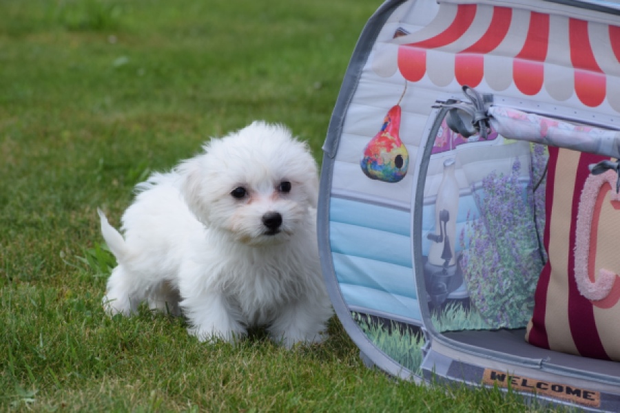 Bichon maltais (teef) 80164