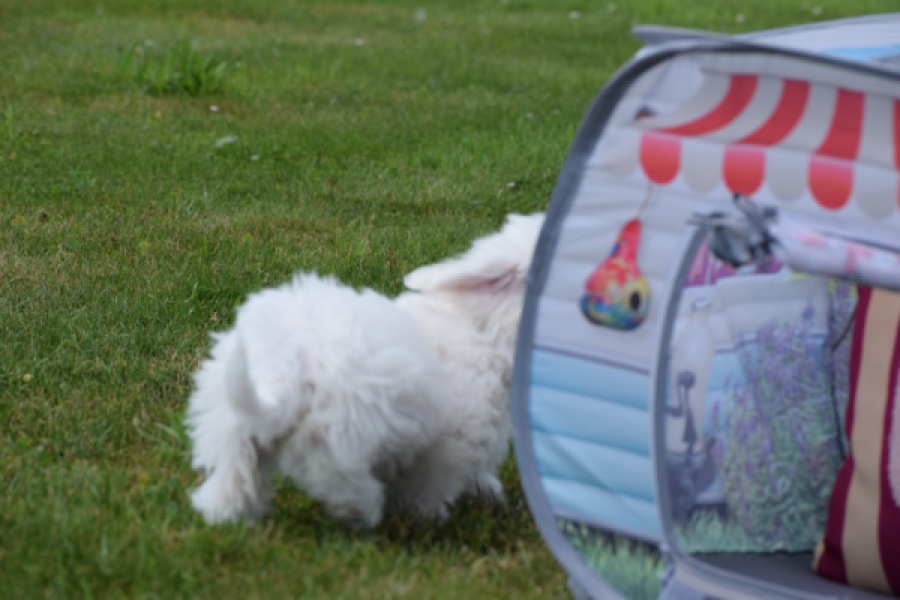 Bichon maltais (teef) 80164