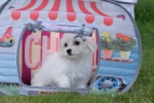 Bichon maltais (teef) 80164