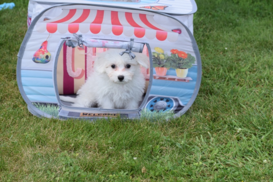 Bichon maltais (teef) 80164