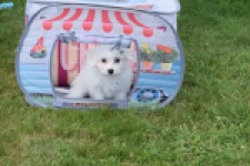 Bichon maltais (teef) 80164