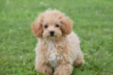 Maltipoo (teef) 68185
