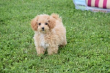 Maltipoo (teef) 68185