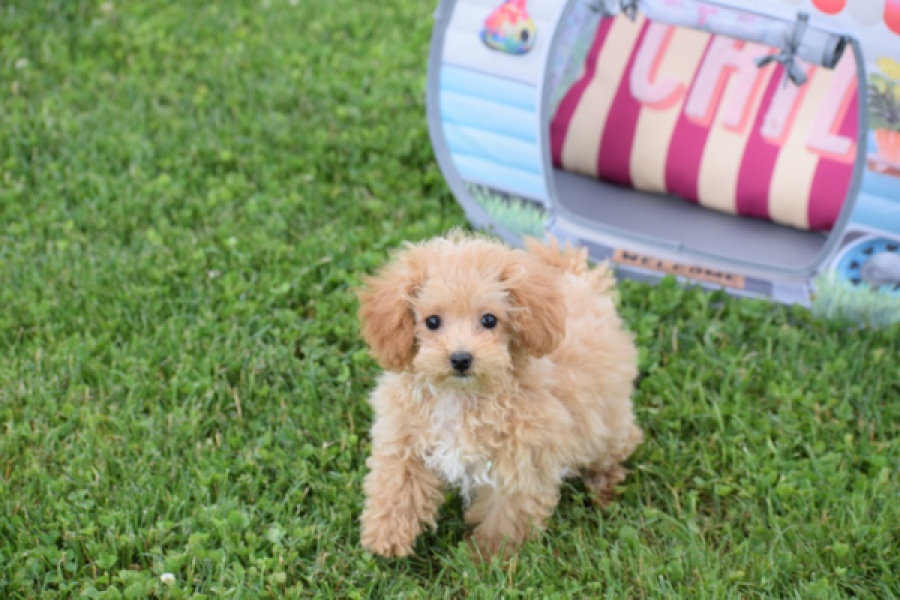 Maltipoo (teef) 68185