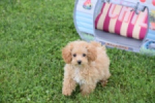 Maltipoo (teef) 68185