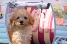 Caniche (reu) 55404